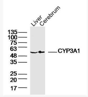 Anti-CYP3A1 antibody-细胞色素CYP3A1抗体