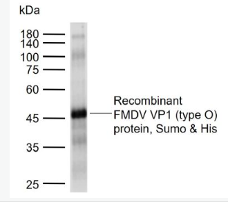 Anti-FMDV VP1 protein (type O) antibody-口蹄疫病毒O型VP1抗体