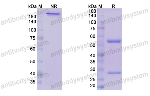 Research Grade Donanemab(DHC12502)