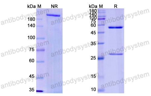 Research Grade Imaprelimab  (DHE39701)