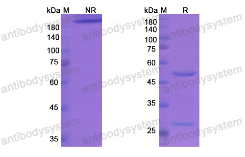 Research Grade Etigilimab  (DHH72402)