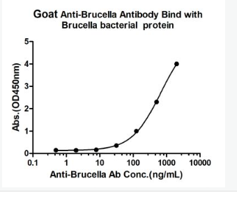 Anti-Brucella  antibody-布氏杆菌抗体