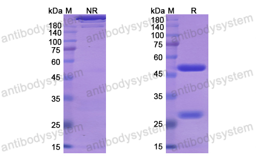 Research Grade Lesofavumab  (DVV03805)