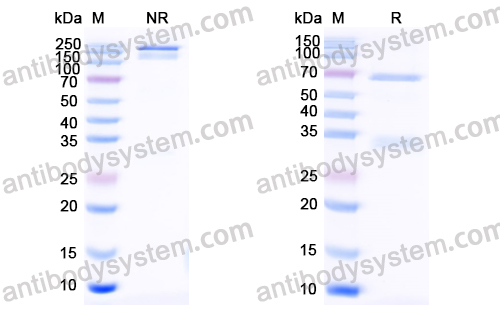 Research Grade Duvortuxizumab