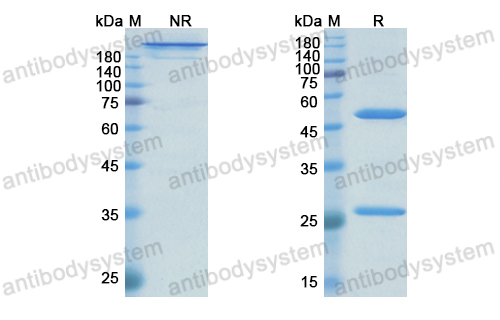 Research Grade HuCC49  (DHK10004)