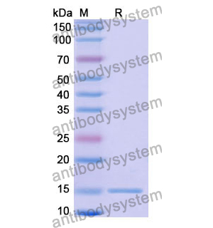 Anti-Human GFAP Nanobody (SAA1221)