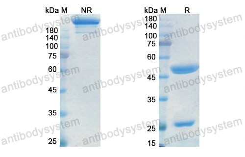 Research Grade Itolizumab(DHD87601)