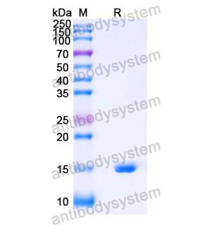 Anti-Human SOST Nanobody (SAA1265)