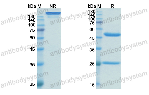 Research Grade Oregovomab  (DHJ31003)