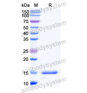 Anti-Human CD49e/ITGA5 Nanobody (SAA1304)