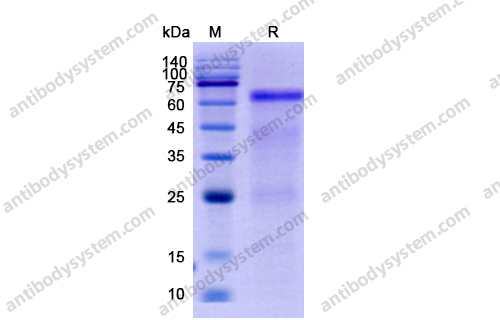 流式抗体：Human GOLM1/GP73 Antibody (SAA0106) FHJ23810