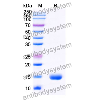 抗 Human CD230/PRNP 纳米抗体 (SAA0883)(RHC07001)