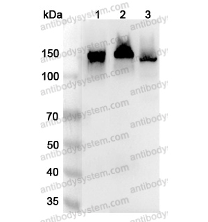 流式抗体：Human CD325/CDH2 Antibody (1H7) FHD31910