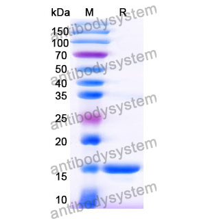 Anti-General AX/Amoxicillin Nanobody (SAA1371)