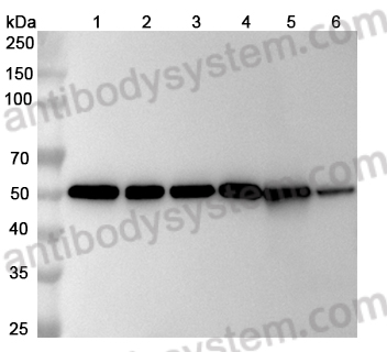 抗体：Human TUBA1B/Alpha Tubulin Antibody (SAA0528) RHF62201