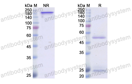 Research Grade Anti-Human CD50/ICAM3 (ICM3) (RHE01701)
