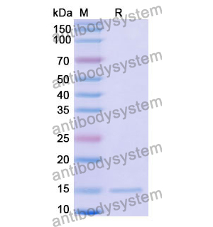 Anti-Human LMO2 Nanobody (SAA1172)