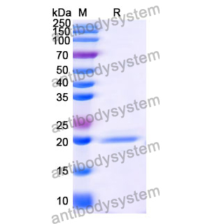 Anti-Human CD135/FLT3 Nanobody (SAA1328)