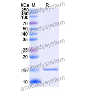 Anti-Human CD32b/FCGR2B Nanobody (SAA1313)