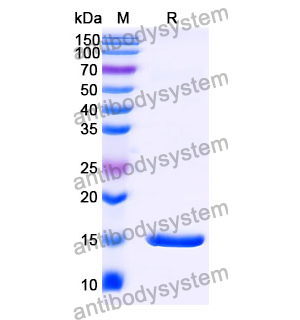 Anti-Human PTH Nanobody (SAA1261)