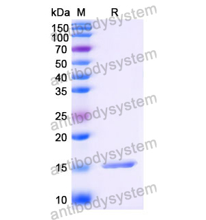 Anti-Human NOTCH3 Nanobody (SAA1288)