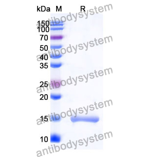 Anti-Human CXCR7/ACKR3 Nanobody (SAA0795)