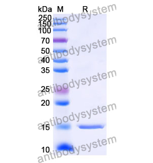 Anti-Human AKT1 Nanobody (SAA1080)