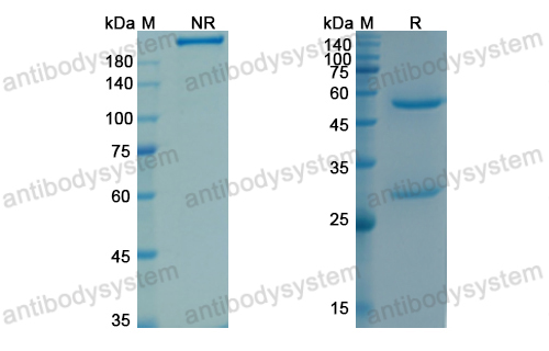 Research Grade Tacatuzumab  (DHC01501)