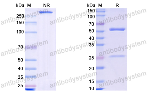 Research Grade Rosnilimab  (DHH02234)