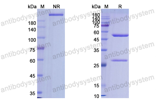 Research Grade Alemtuzumab(DHD95101)