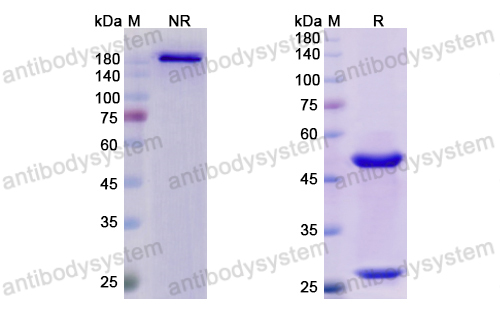 Research Grade Abagovomab(DHJ31001)