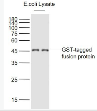 Anti-GST tag  antibody-GST标签单克隆抗体