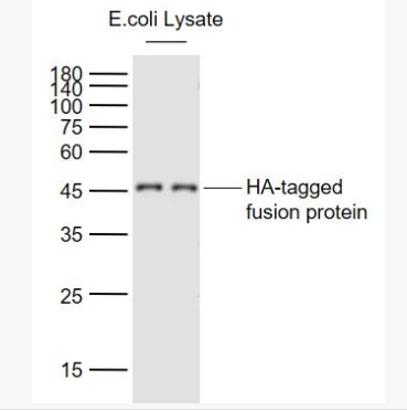 Anti-HA Tag  antibody-HA tag标签单克隆抗体