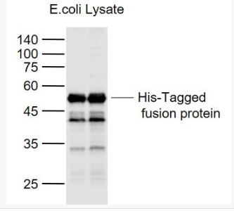 Anti-His tag(2D5)  antibody-聚组氨酸单克隆抗体