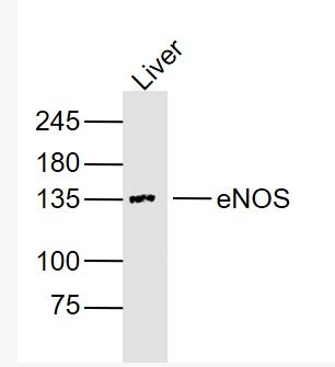 Anti-eNOS antibody-一氧化氮合成酶-3（内皮型）单克隆抗体