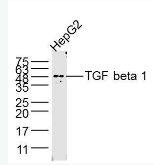 Anti-TGF beta 1 antibody-转化生长因子β1/TGF β1/TGF-β1单克隆抗体