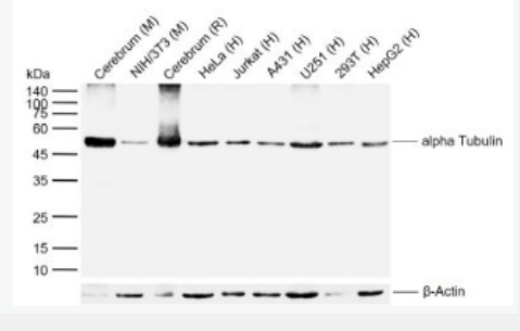 Anti-alpha Tubulin antibody-微管蛋白α/Tubulin α/α-tubulin单克隆抗体