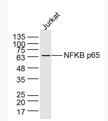 Anti-NFKB p65 antibody-细胞核因子/k基因结合核因子单克隆抗体