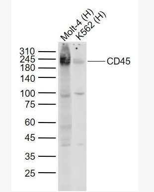 Anti-CD45  antibody-白细胞共同抗原CD45单克隆抗体