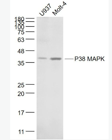 Anti-P38 MAPK  antibody-丝裂原活化蛋白激酶p38α单克隆抗体