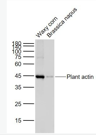 Anti-Plant actin(Loading Control) antibody-植物肌动蛋白（内参）单克隆抗体