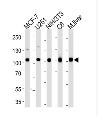 Anti-VCP antibody-含缬酪肽蛋白单克隆抗体