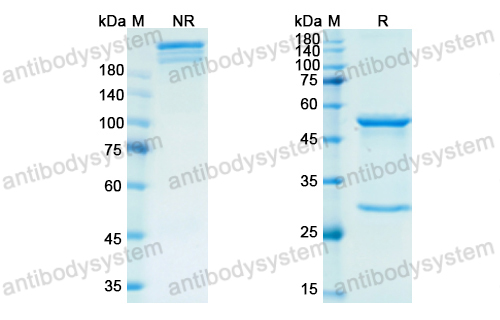 Research Grade Retifanlimab  (DHH02218)