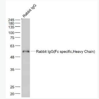 Anti-Rabbit IgG(Fc specific,Heavy Chain)  antibody-兔IgG Fc单克隆抗体