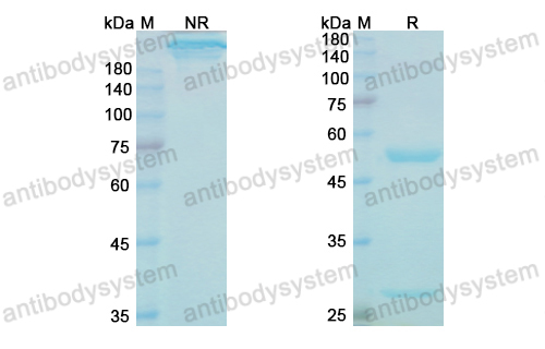 Research Grade Cinpanemab(DHE22001)