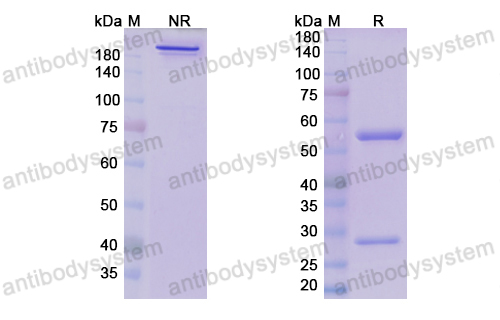 Research Grade Samrotamab  (DHJ28801)