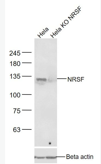 Anti-NRSF antibody-神经元抑制蛋白抗体