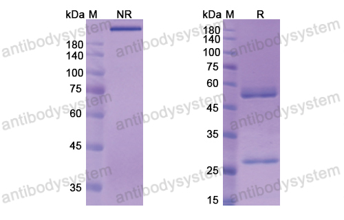 Research Grade Berlimatoxumab  (DXX00801)