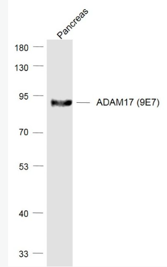 Anti-ADAM17 (9E7) antibody-ADAM17重组兔单抗