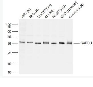 Anti-GAPDH antibody-3-磷酸甘油醛脱氢酶抗体